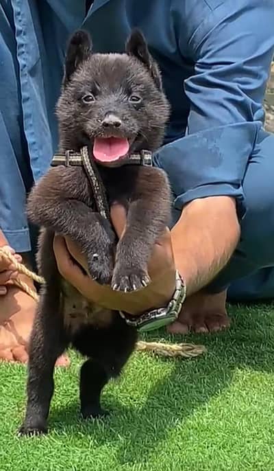 Black Garman shepherd Male 03298202490