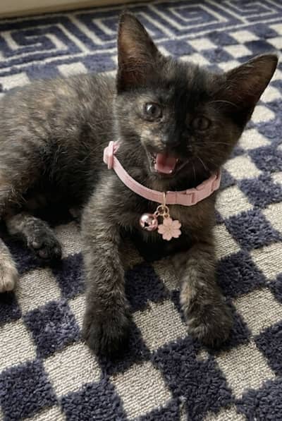 Singles coated Persian  kitten for sale