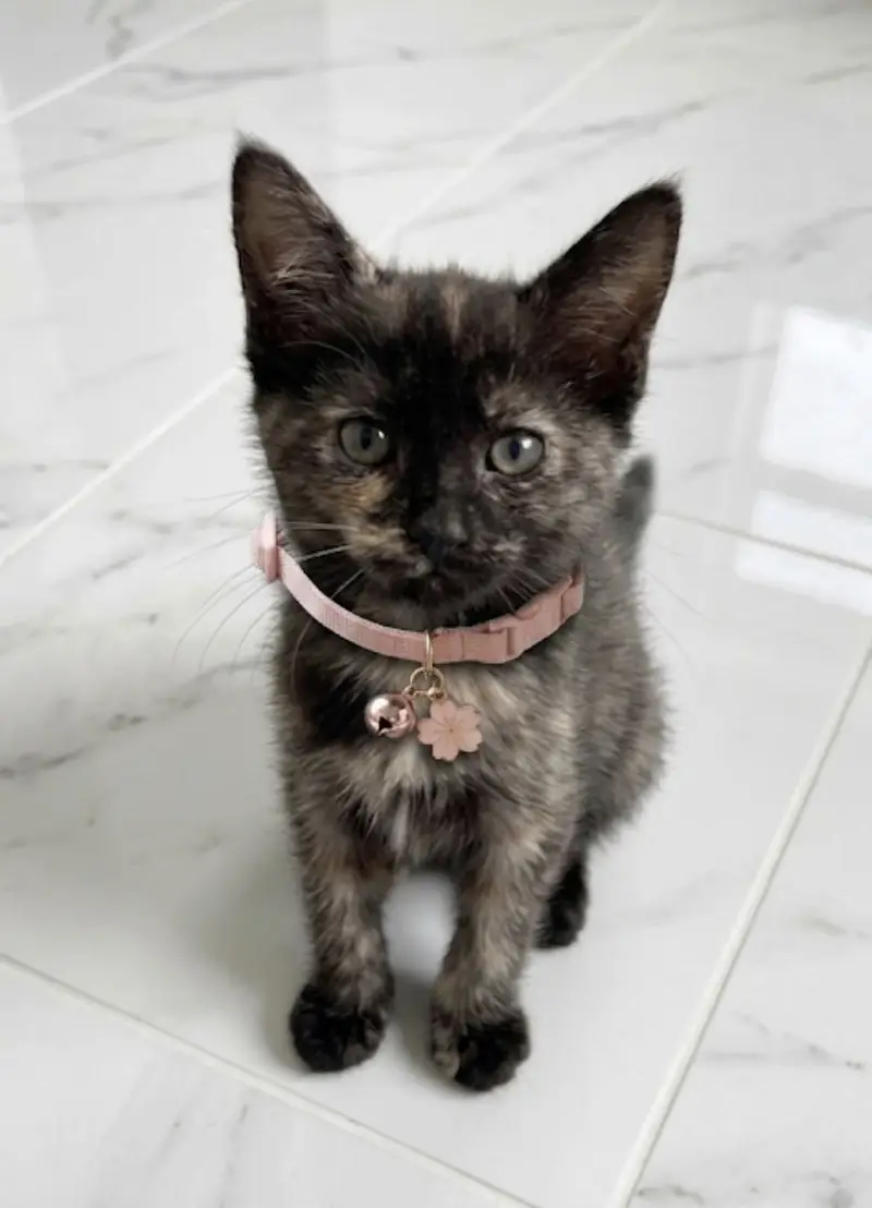 Single coated Persian  kitten for sale — photo 2