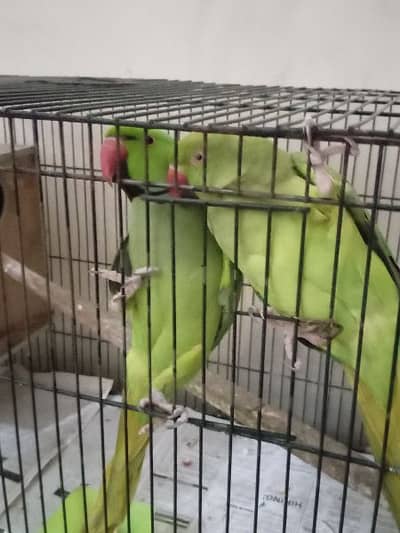 breeder pair