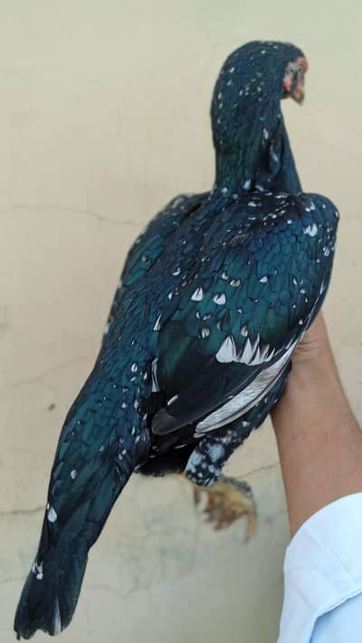 good quality breeder aseel female