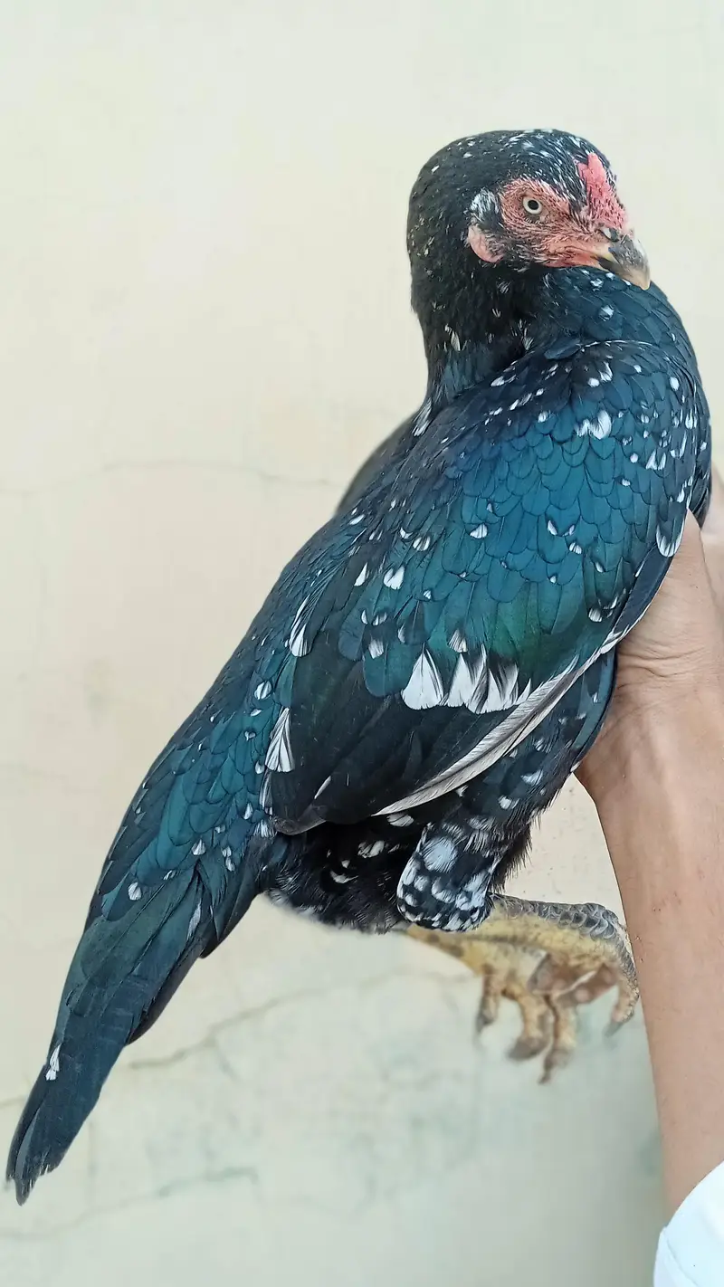 good quality breeder aseel female — photo 2