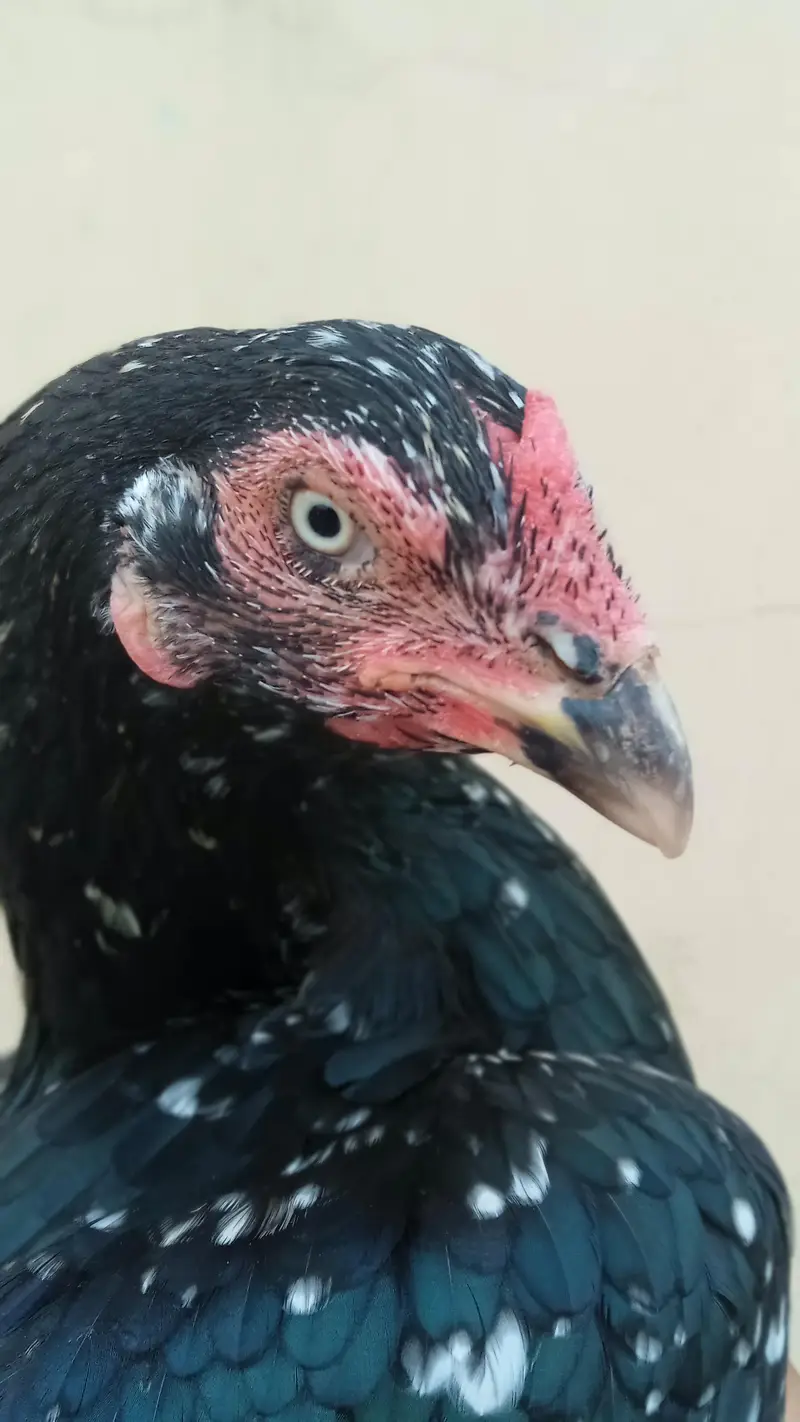 good quality breeder aseel female — photo 3