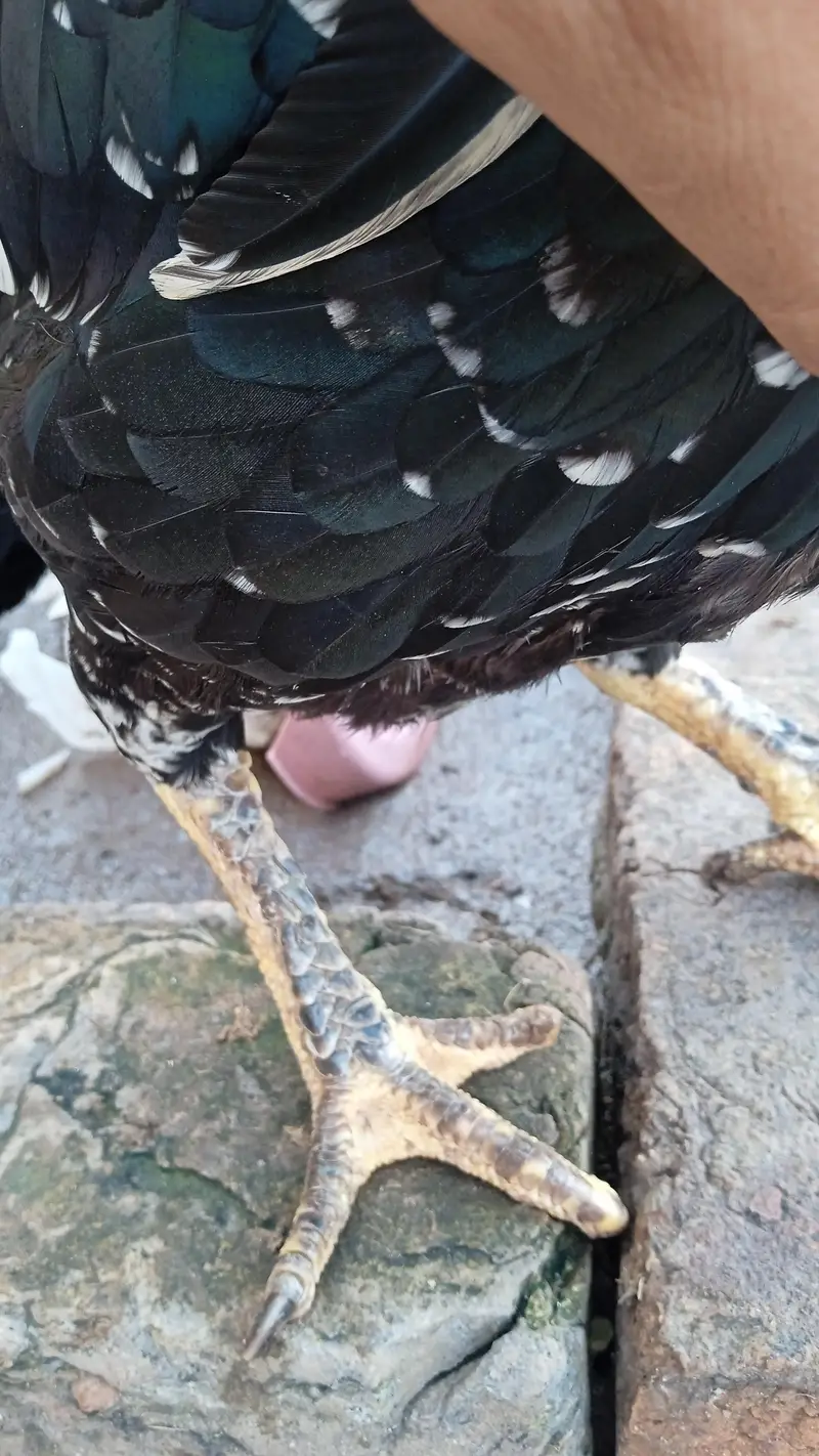 good quality breeder aseel female — photo 4