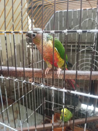 green conure male