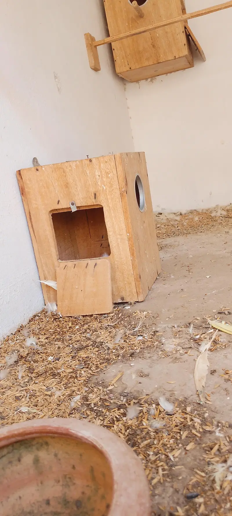 cocktail breeding box and mutki — photo 2