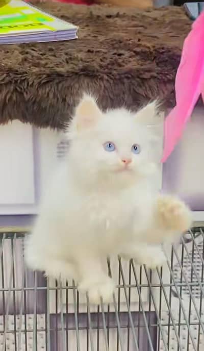 pure Persian cats vaccinated and healthy active WhatsApp/0344/6895398/