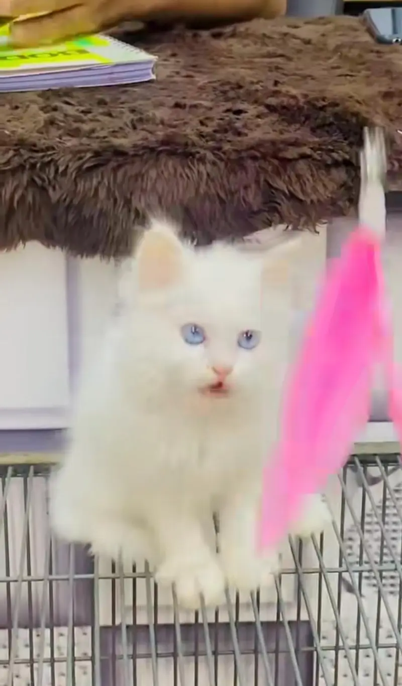 pure Persian cats vaccinated and healthy active WhatsApp/0344/6895398/ — photo 2