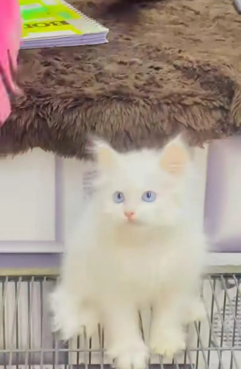pure Persian cats vaccinated and healthy active WhatsApp/0344/6895398/ — photo 3