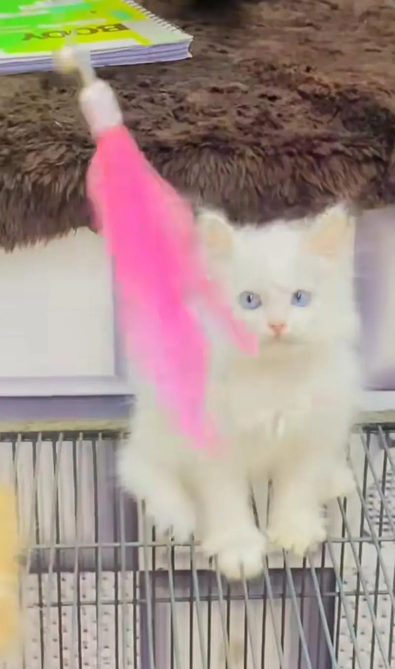 pure Persian cats vaccinated and healthy active WhatsApp/0344/6895398/ — photo 4
