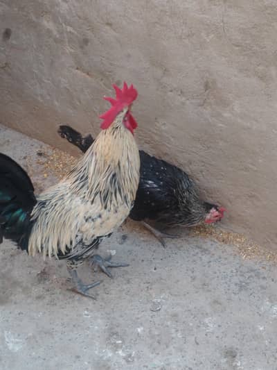 Golden misri murgiya or murga for sale