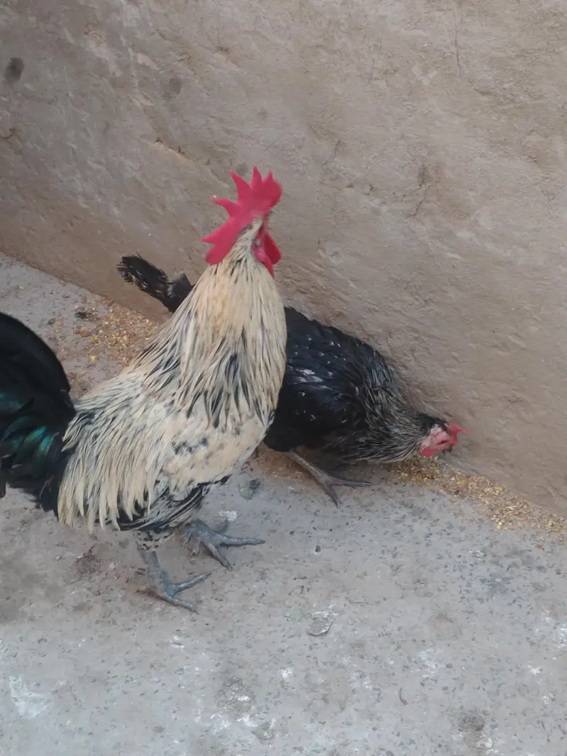 Golden misri murgiya or murga for sale