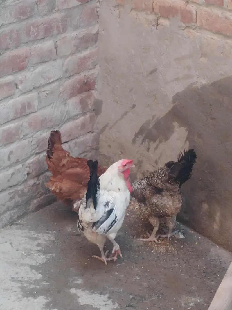 Golden misri murgiya or murga for sale — photo 2