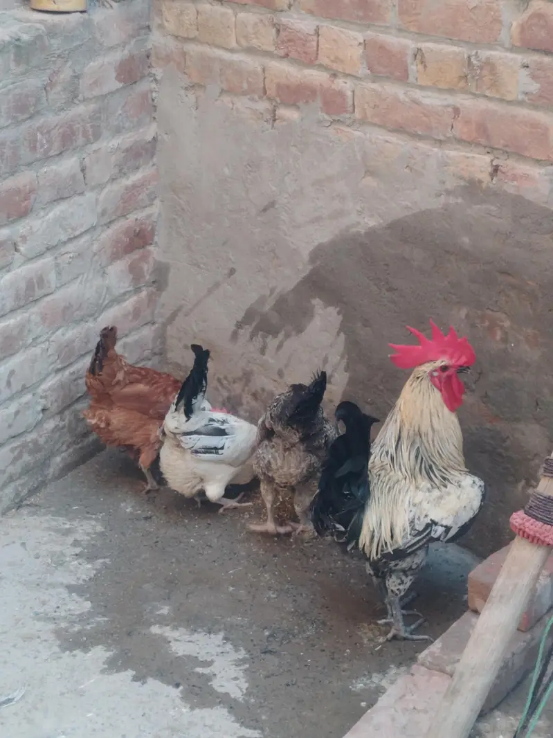 Golden misri murgiya or murga for sale — photo 3