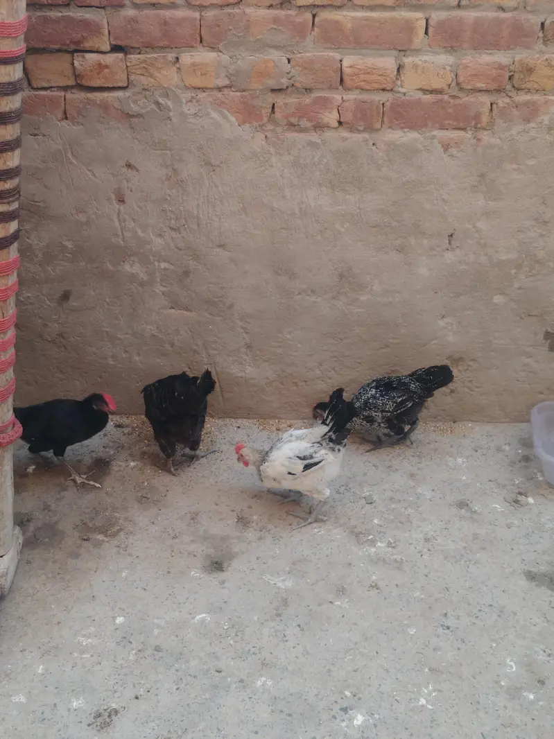 Golden misri murgiya or murga for sale — photo 4