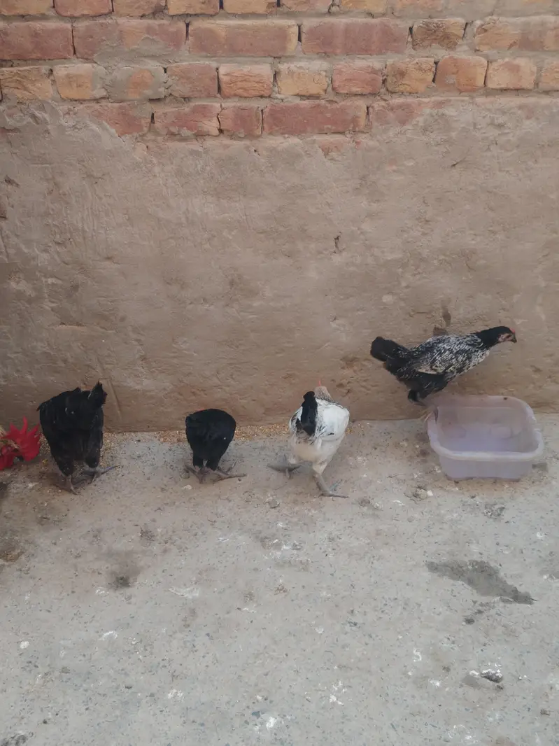 Golden misri murgiya or murga for sale — photo 5