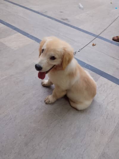 Golden Retriever