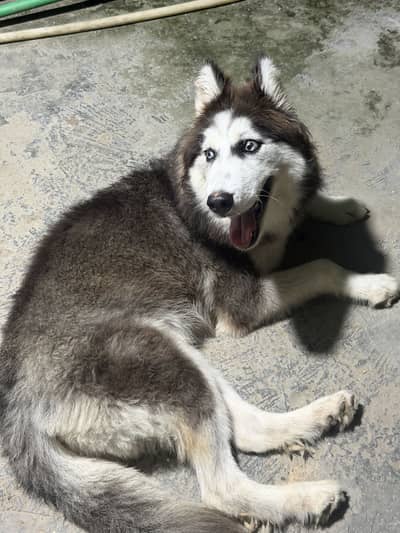 Beautiful 8-Month-Old Female Siberian Husky – Fully Vaccinated