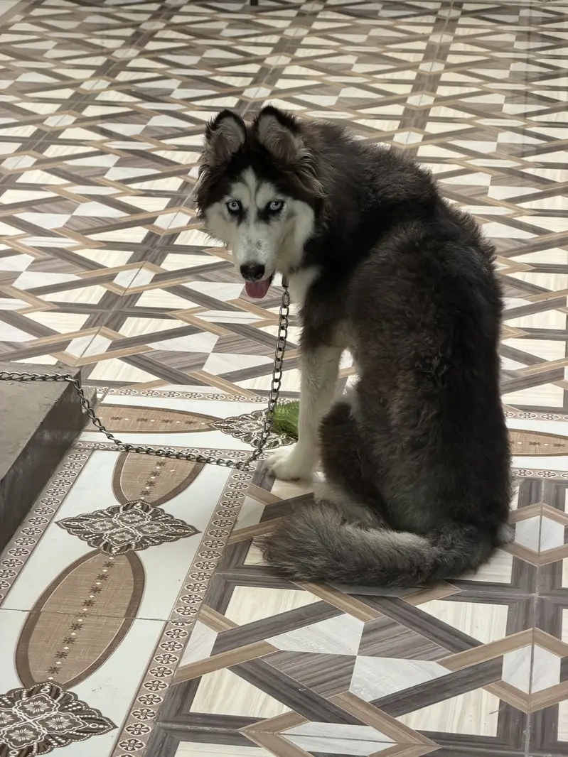 Beautiful 8-Month-Old Female Siberian Husky – Fully Vaccinated — photo 3