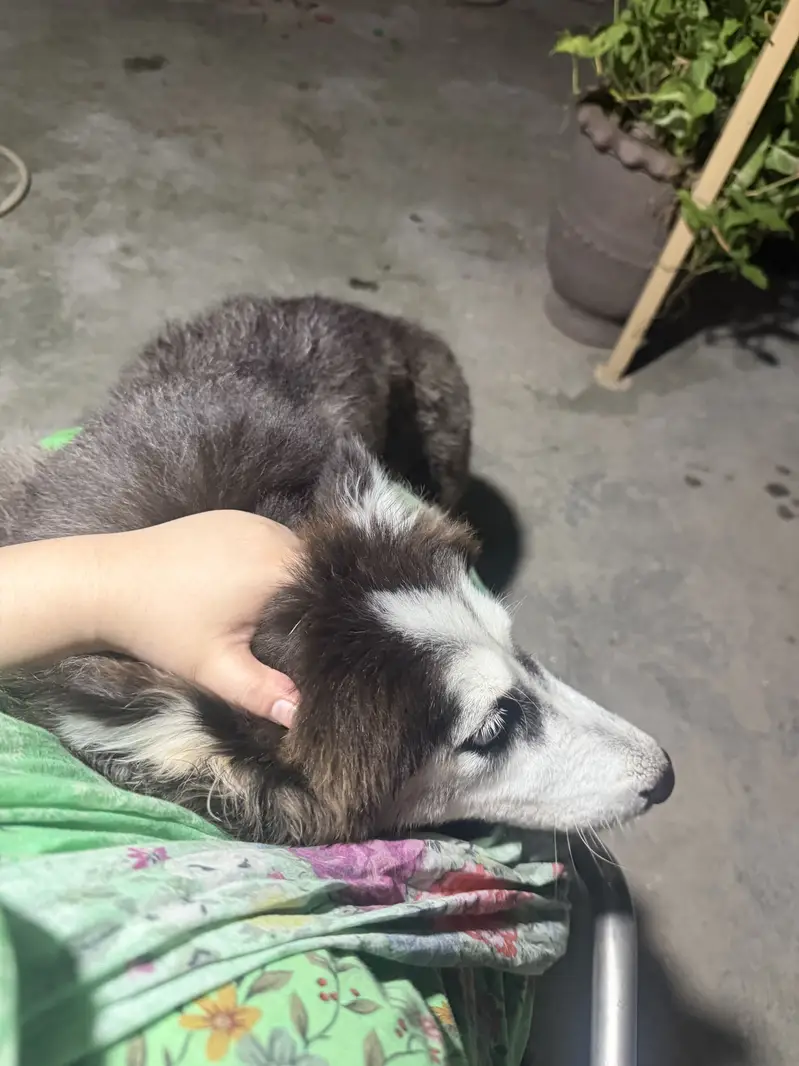Beautiful 8-Month-Old Female Siberian Husky – Fully Vaccinated — photo 4