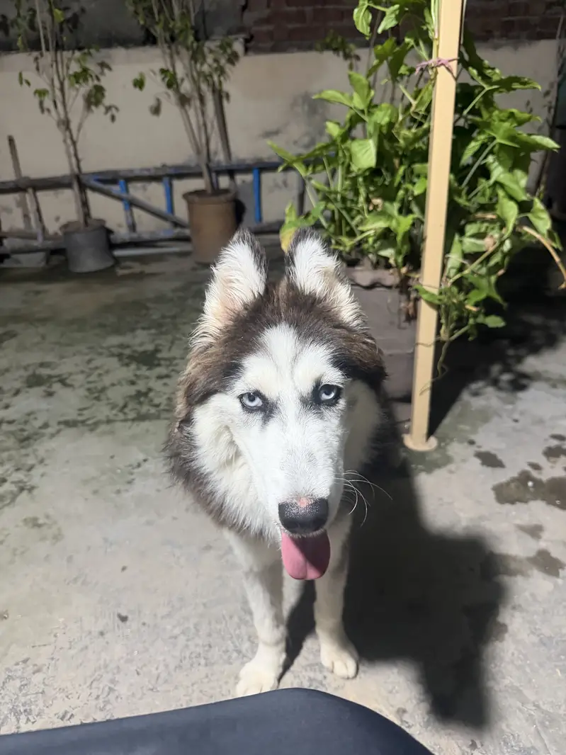 Beautiful 8-Month-Old Female Siberian Husky – Fully Vaccinated — photo 6