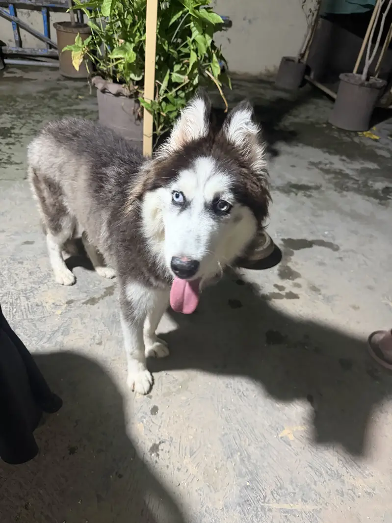 Beautiful 8-Month-Old Female Siberian Husky – Fully Vaccinated — photo 7