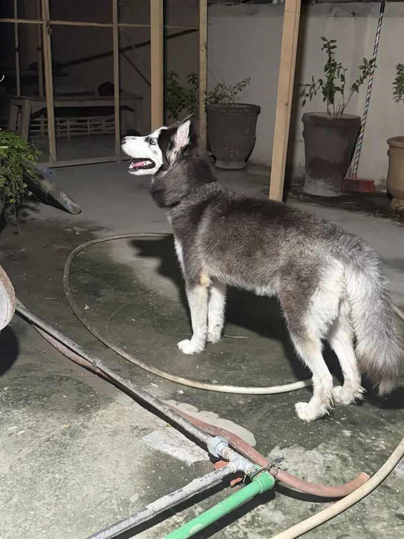 Beautiful 8-Month-Old Female Siberian Husky – Fully Vaccinated — photo 8
