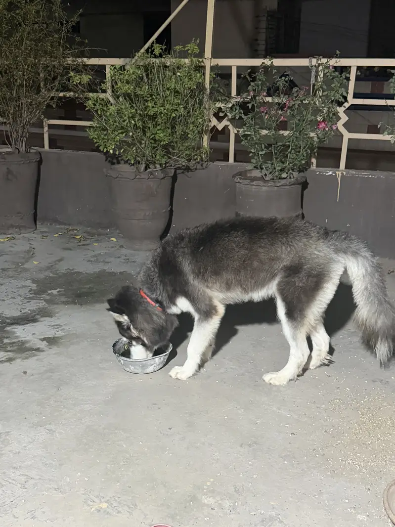 Beautiful 8-Month-Old Female Siberian Husky – Fully Vaccinated — photo 9