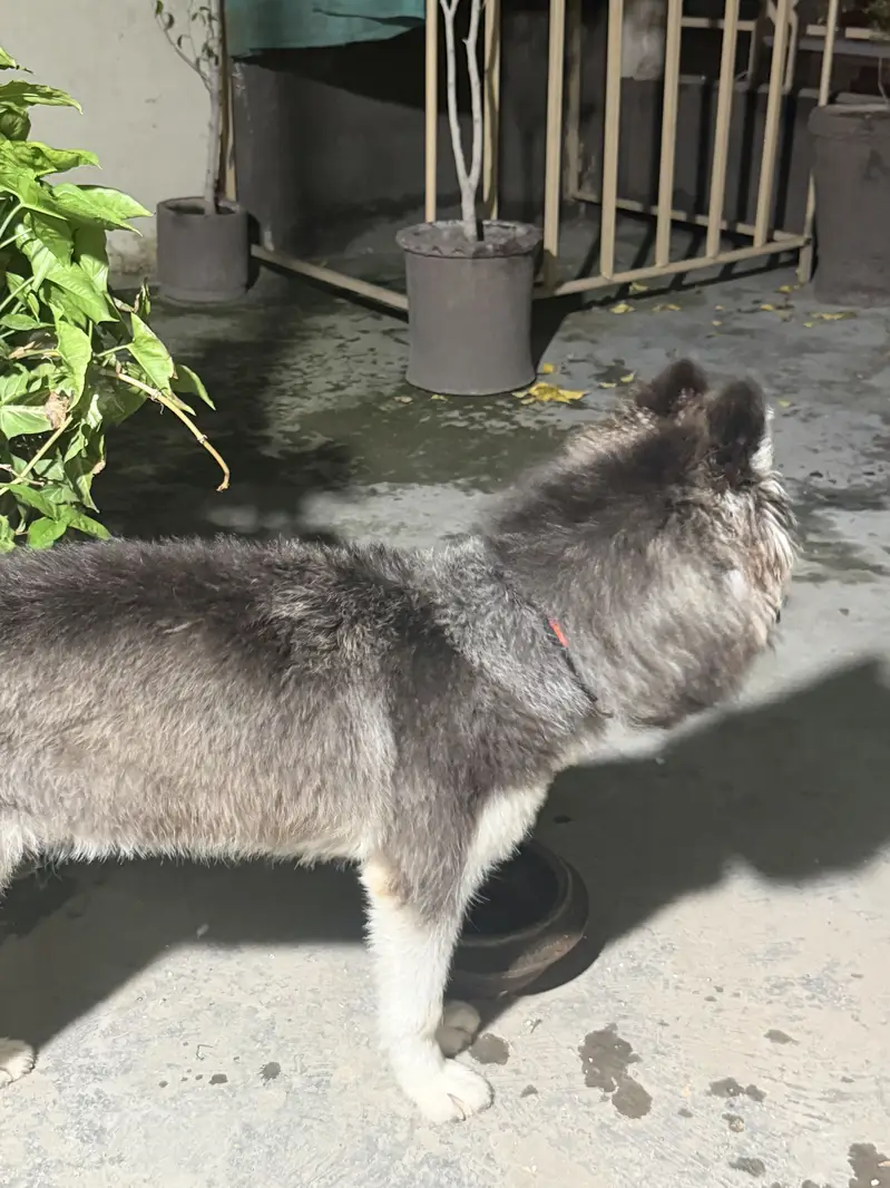 Beautiful 8-Month-Old Female Siberian Husky – Fully Vaccinated — photo 10