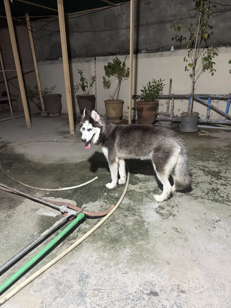 Beautiful 8-Month-Old Female Siberian Husky – Fully Vaccinated — photo 11