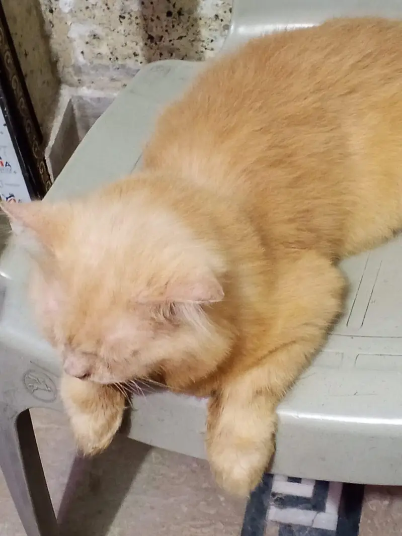 Cat /Kitten/ billa/ — photo 2