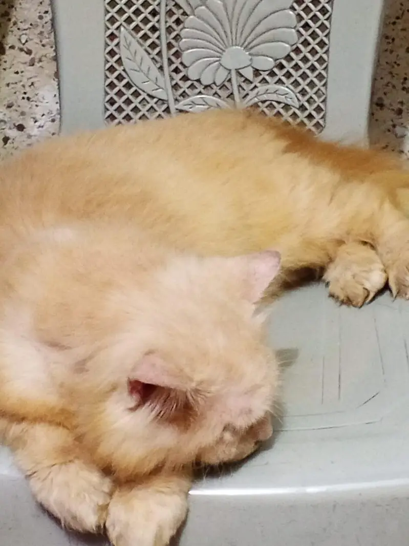 Cat /Kitten/ billa/ — photo 3