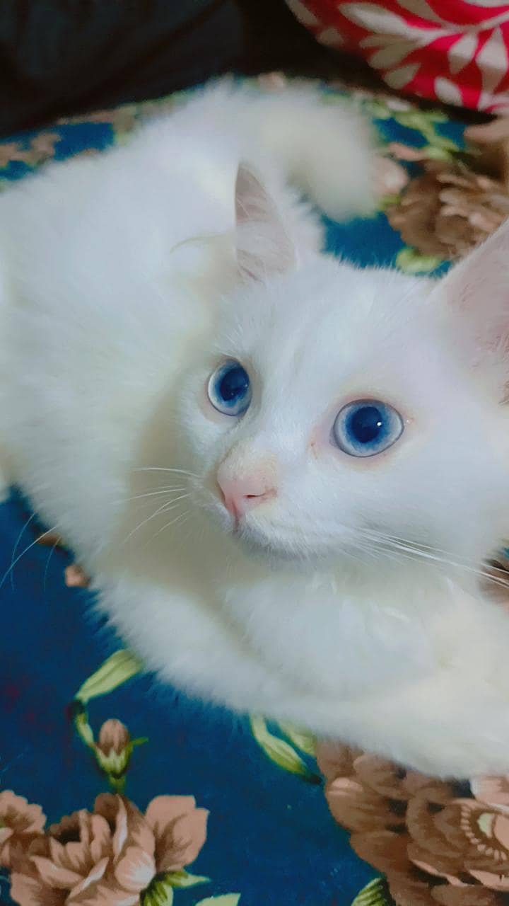 Persian cat 0