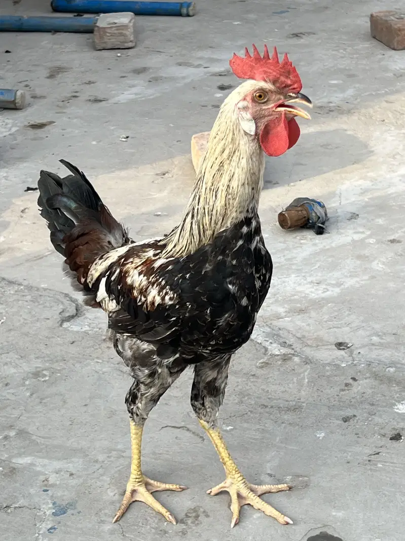 7 murghay 3 murghian — photo 6