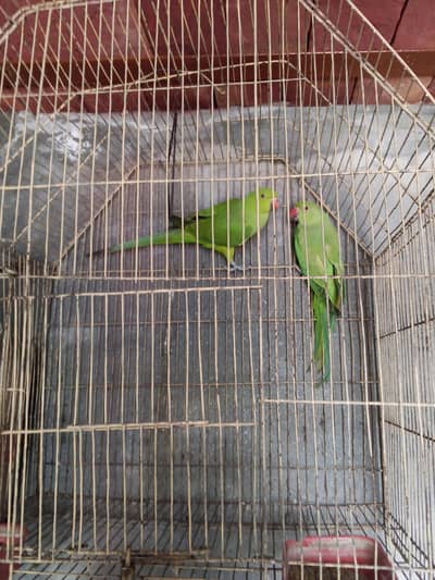 jumbo Australian parrot and Greeneck pair
