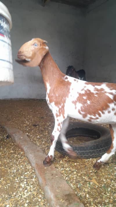 Dogali bakri