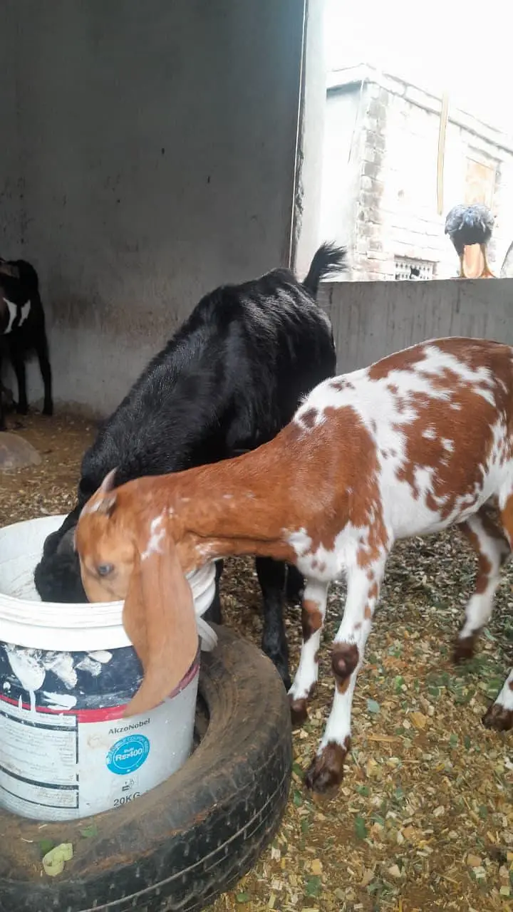 Dogali bakri — photo 2