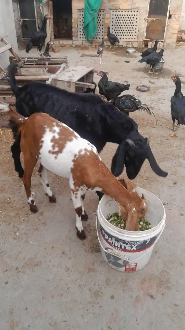 Dogali bakri — photo 3