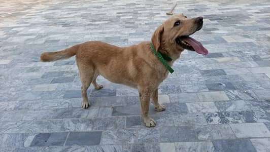 Labrador dog