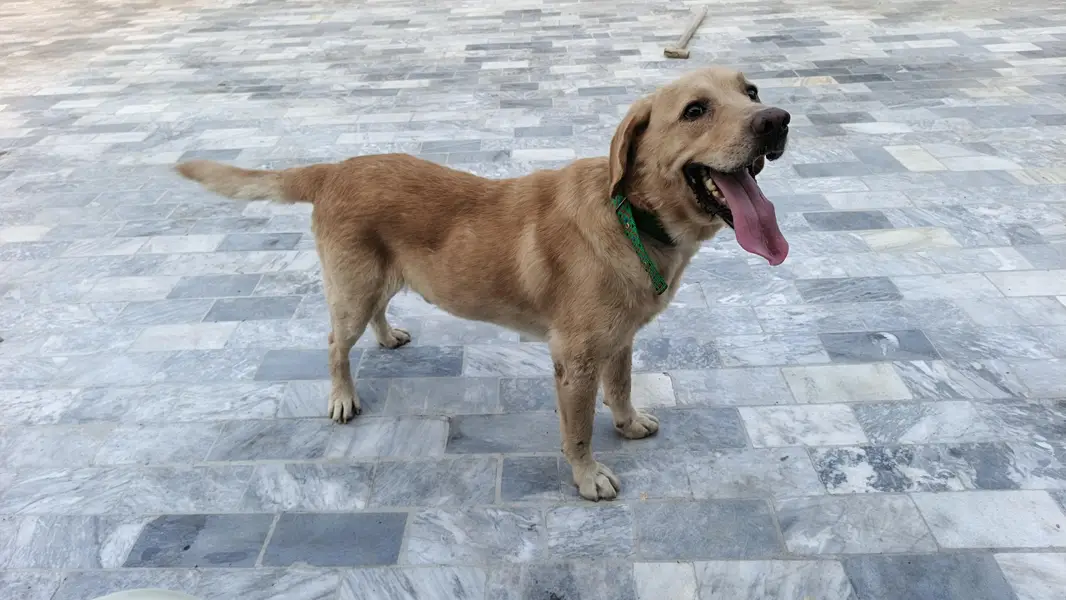 Labrador dog — photo 2
