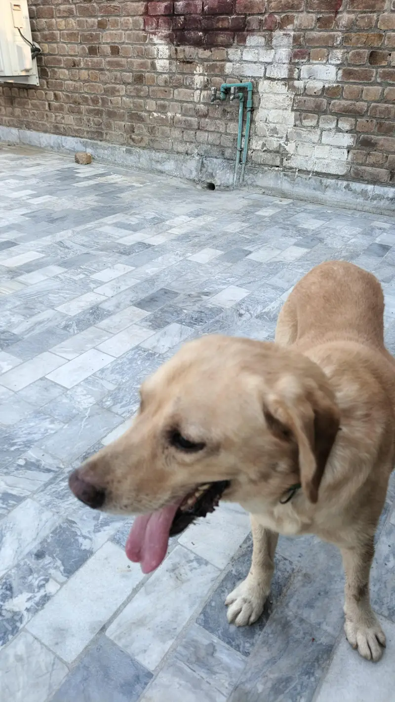 Labrador dog — photo 3