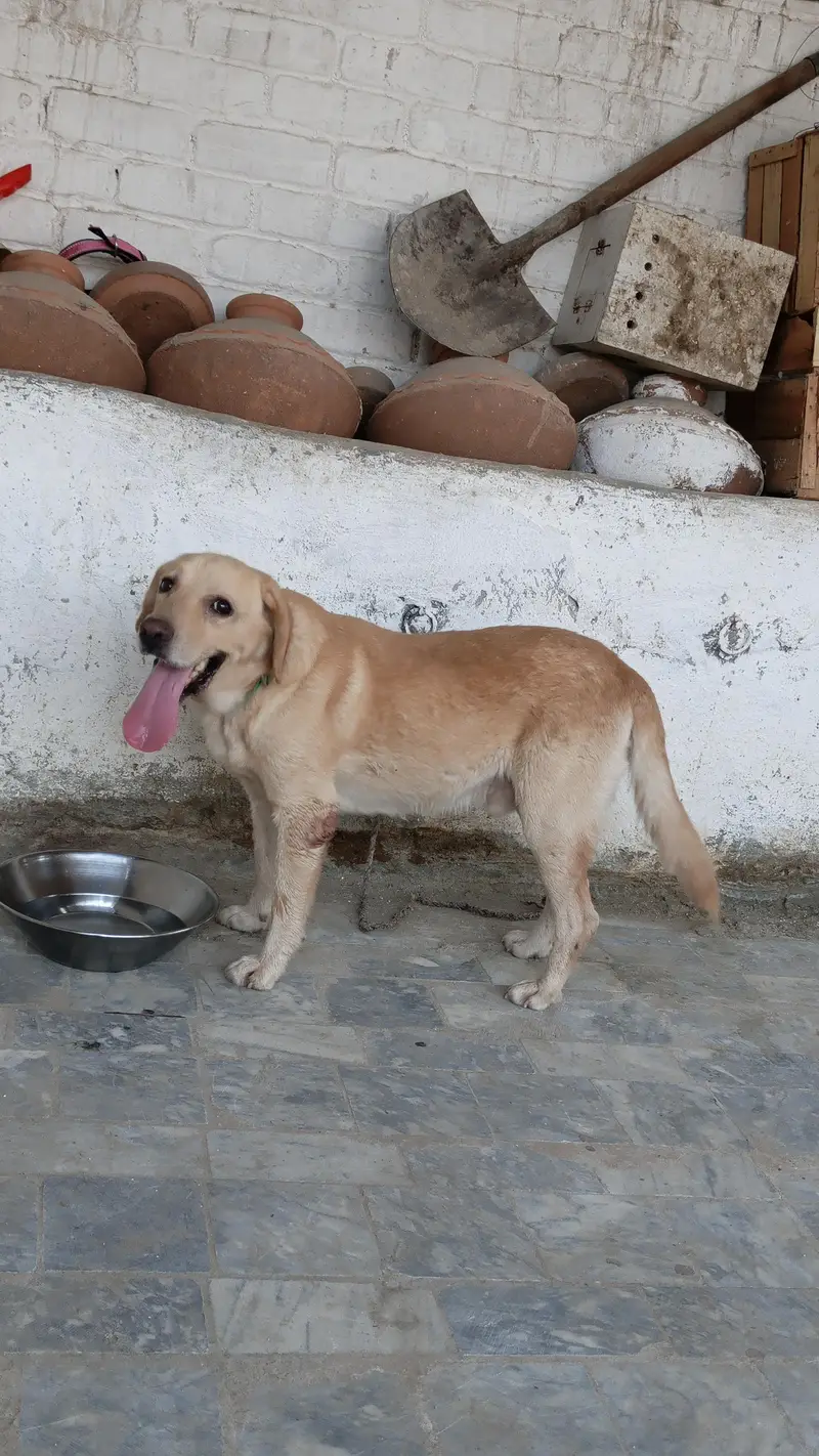Labrador dog — photo 4