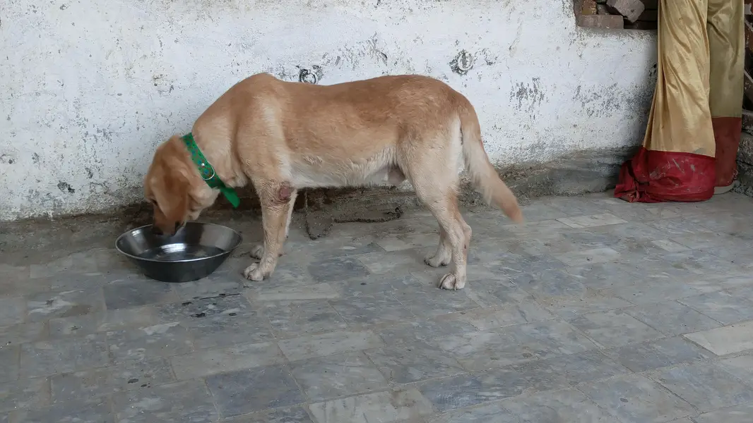 Labrador dog — photo 5
