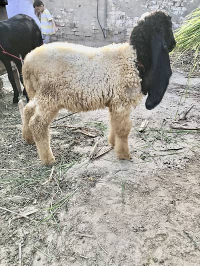 Desi baari  breed Male chatra For Sale
