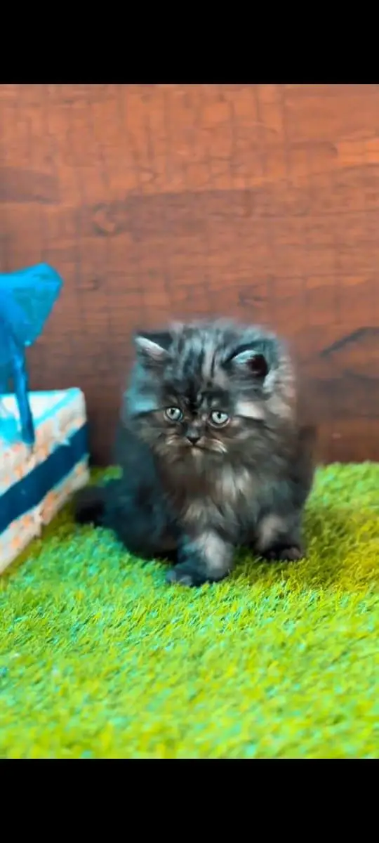 pure Persian cats vaccinated and healthy active WhatsApp/0344/6895398/ — photo 2