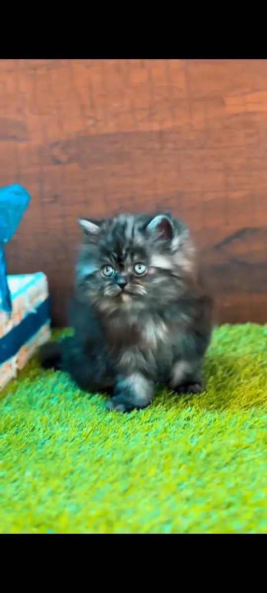 pure Persian cats vaccinated and healthy active WhatsApp/0344/6895398/ — photo 3