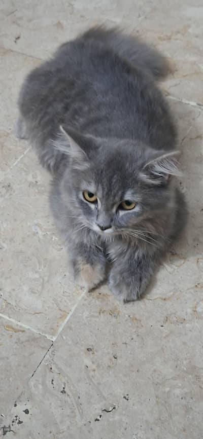 persian cat