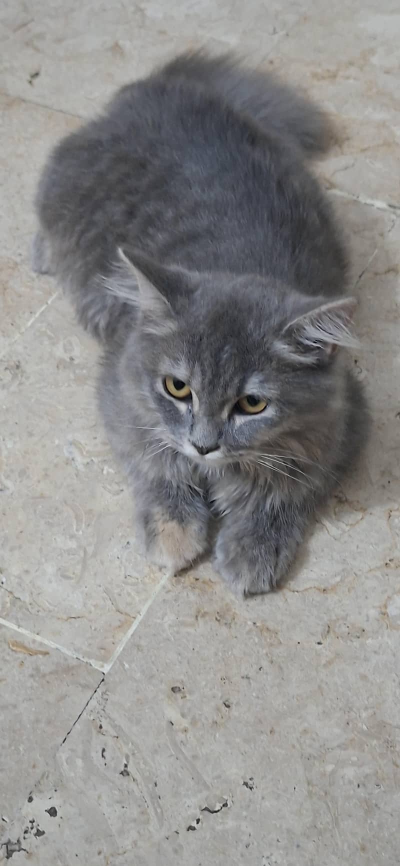 persian cat 0