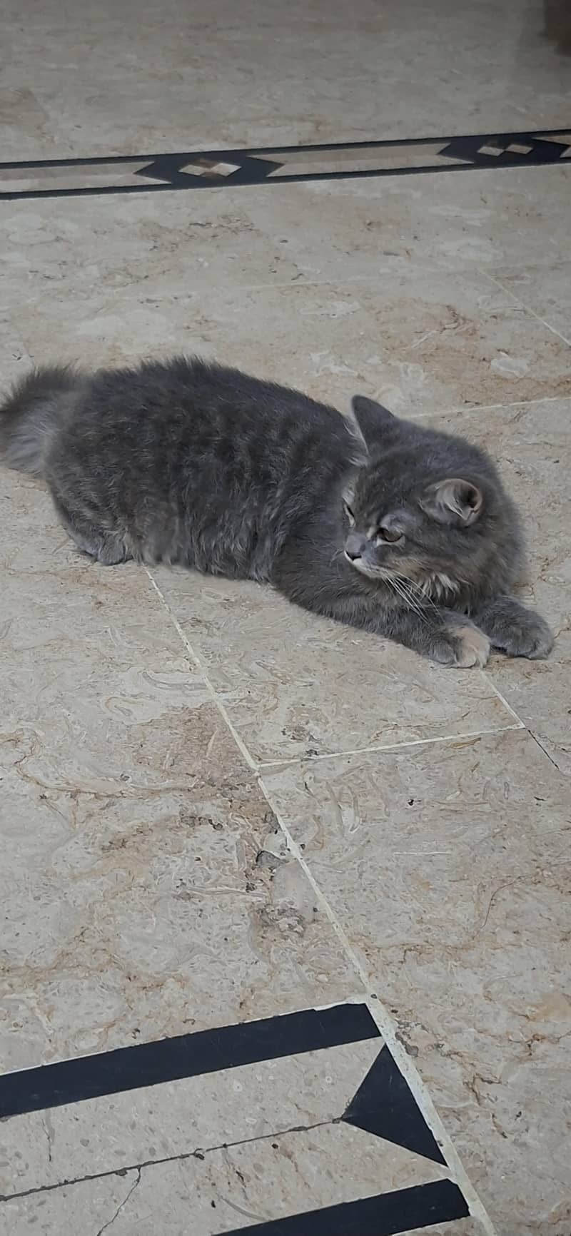 persian cat 1