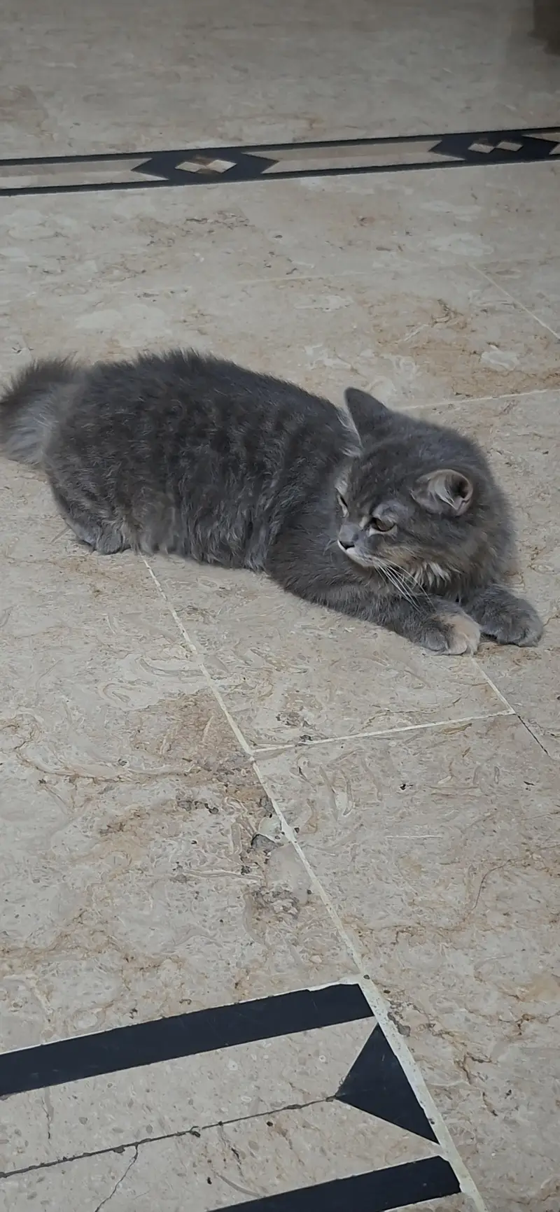 persian cat — photo 2